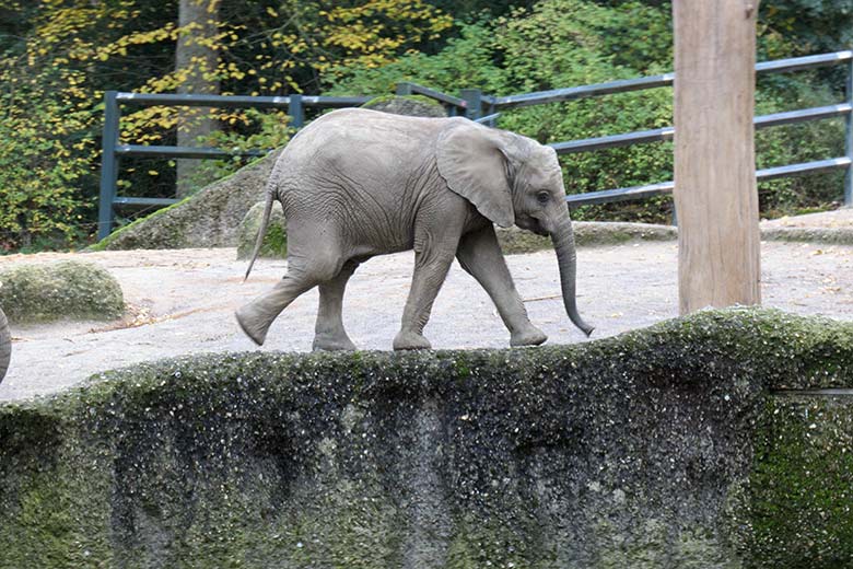 Afrikanischer Elefanten-Jungbulle GUS am 29. Oktober 2020 beim Balancieren auf der Einfassungsmauer der Wasserstelle auf der großen Außenanlage am Elefanten-Haus im Zoologischen Garten Wuppertal