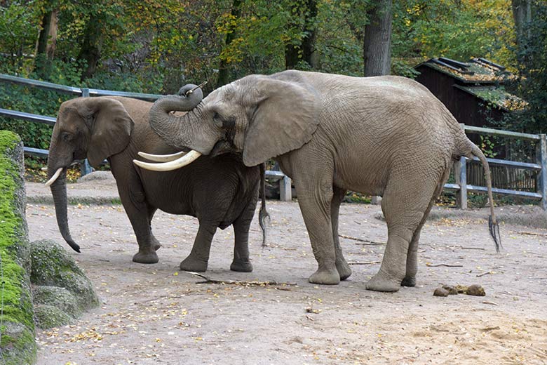 Afrikanische Elefanten-Kuh SABIE mit Elefanten-Bulle TOOTH am 29. Oktober 2020 auf der großen Außenanlage am Elefanten-Haus im Wuppertaler Zoo