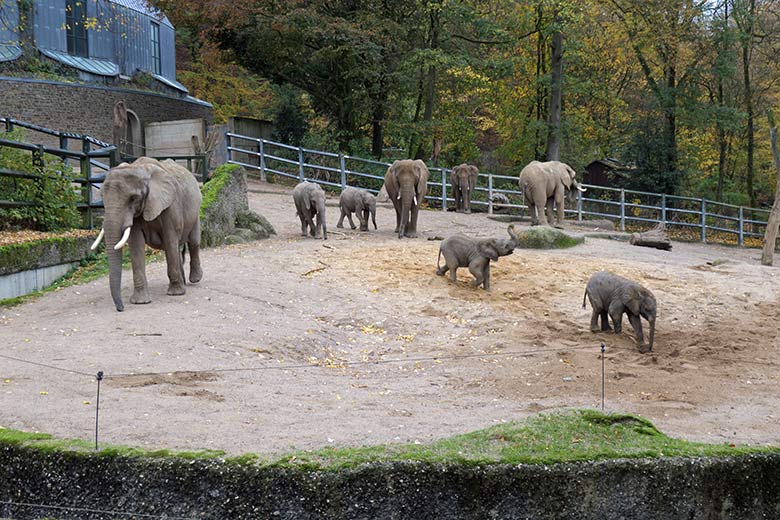 Afrikanischer Elefanten-Bulle TOOTH (hinten rechts) mit der Elefanten-Herde am 29. Oktober 2020 auf der großen Außenanlage am Elefanten-Haus im Zoo Wuppertal