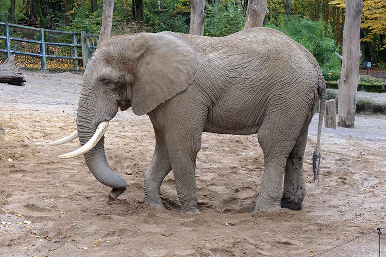 Afrikanischer Elefanten-Bulle TOOTH am 29. Oktober 2020 auf der großen Außenanlage am Elefanten-Haus im Grünen Zoo Wuppertal