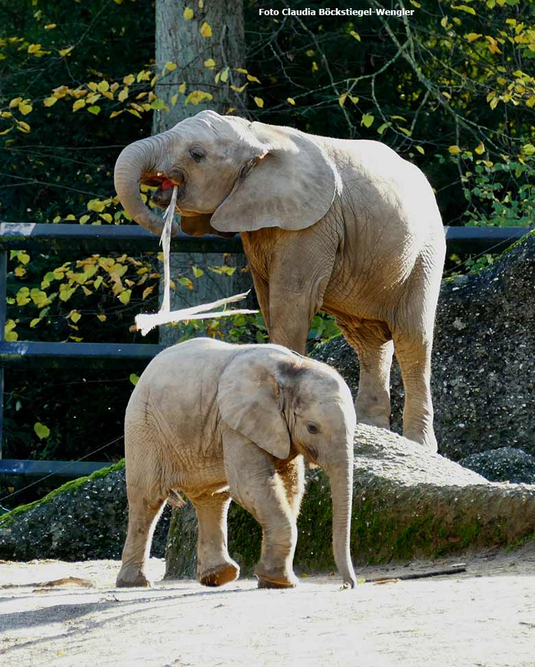 Afrikanische Elefanten am 31. Oktober 2020 auf der Außenanlage am Elefanten-Haus im Wuppertaler Zoo (Foto Claudia Böckstiegel-Wengler)