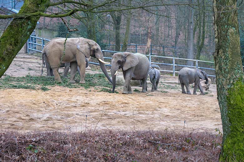 Afrikanische Elefanten am 8. März 2021 auf der Außenanlage am Elefanten-Haus im Grünen Zoo Wuppertal