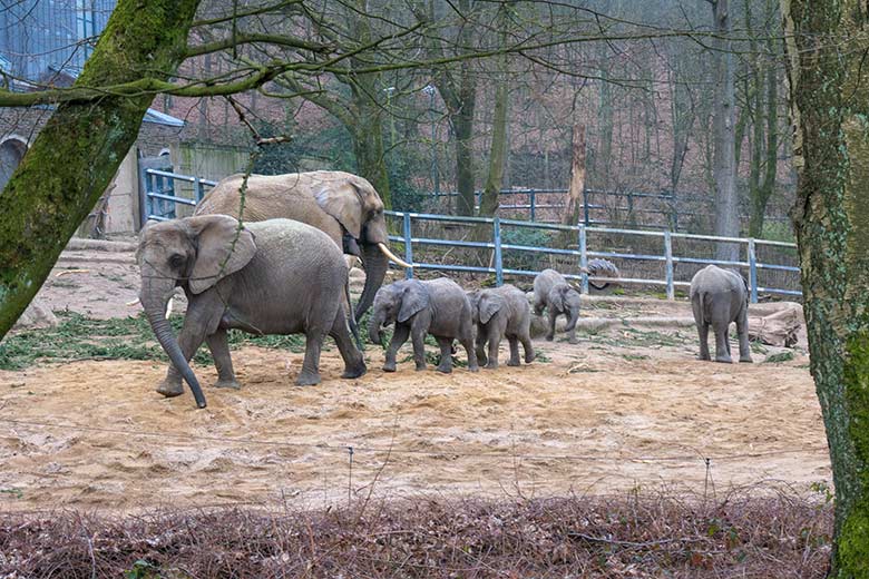 Afrikanische Elefanten am 8. März 2021 auf der Außenanlage am Elefanten-Haus im Zoologischen Garten Wuppertal
