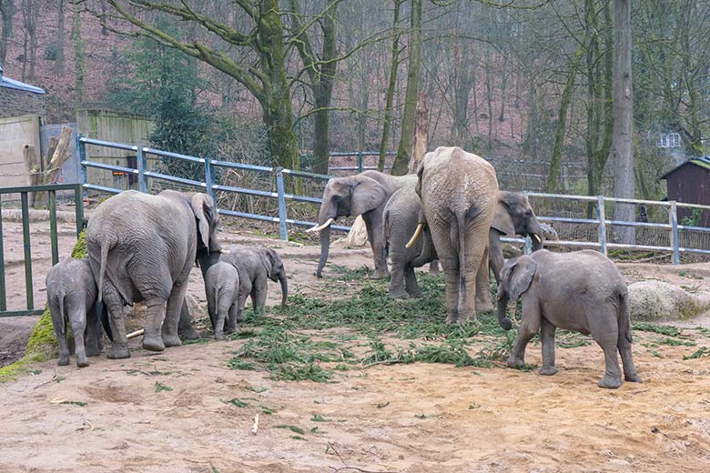 Afrikanische Elefanten am 8. März 2021 auf der Außenanlage am Elefanten-Haus im Zoo Wuppertal
