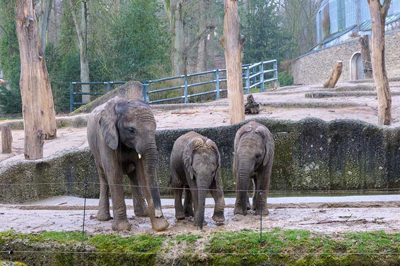 Afrikanische Elefanten-Jungtiere TUFFI, KIMANA und TSAVO am 16. März 2021 auf der Außenanlage im Zoologischen Garten Wuppertal
