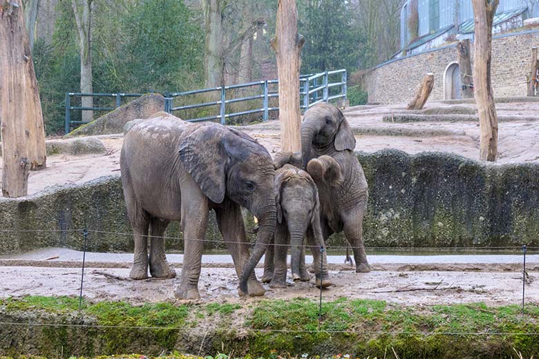 Afrikanische Elefanten-Jungtiere TUFFI, KIMANA und TSAVO am 16. März 2021 auf der Außenanlage im Wuppertaler Zoo