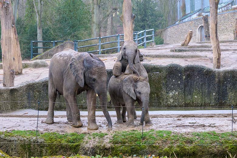Afrikanische Elefanten-Jungtiere TUFFI, KIMANA und TSAVO am 16. März 2021 auf der Außenanlage im Zoo Wuppertal
