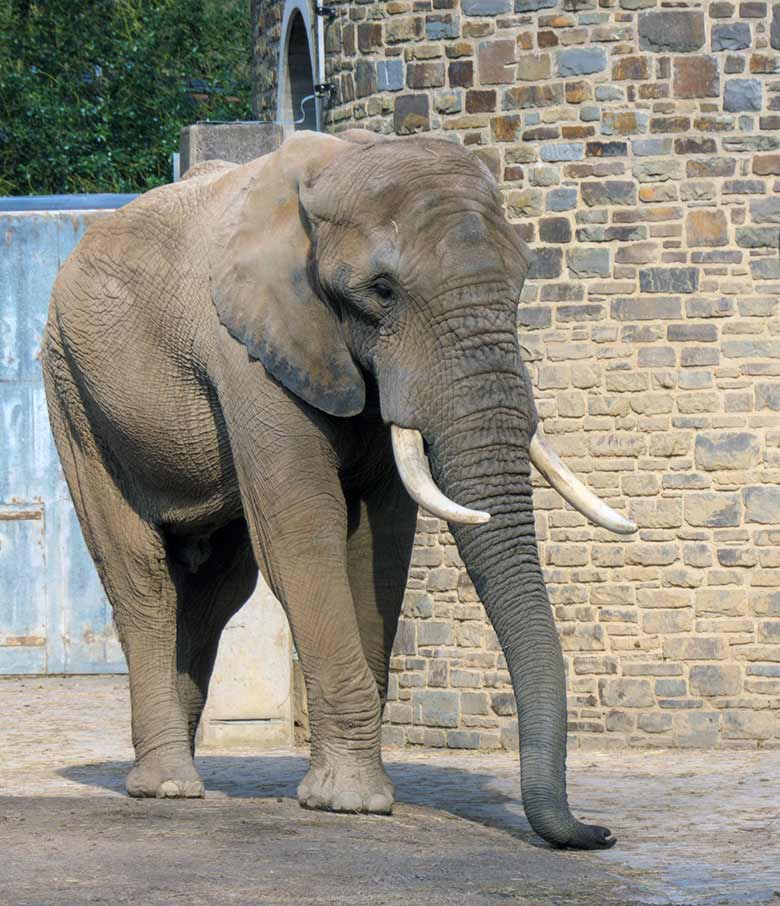 Afrikanischer Elefanten-Bulle TOOTH am 9. April 2021 auf der Bullen-Außenanlage im Wuppertaler Zoo