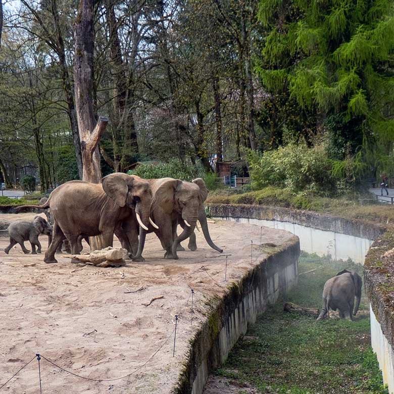 Afrikanische Elefanten am 17. April 2021 auf der Außenanlage im Grünen Zoo Wuppertal