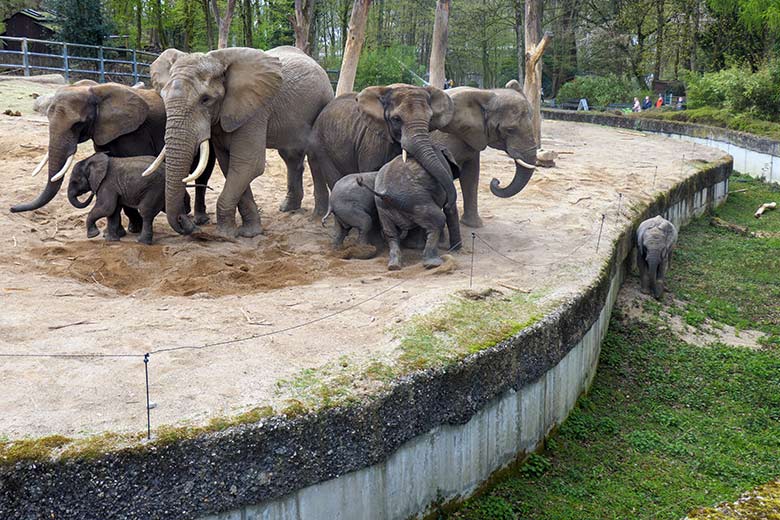 Afrikanische Elefanten am 17. April 2021 auf der Außenanlage im Zoologischen Garten Wuppertal