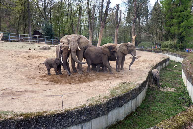 Afrikanische Elefanten am 17. April 2021 auf der Außenanlage im Zoo Wuppertal