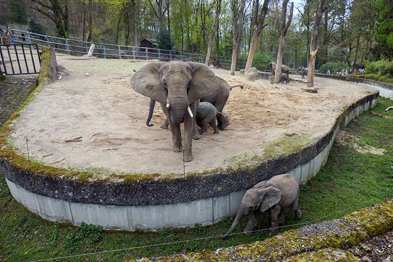 Afrikanische Elefanten am 17. April 2021 auf der Außenanlage im Wuppertaler Zoo