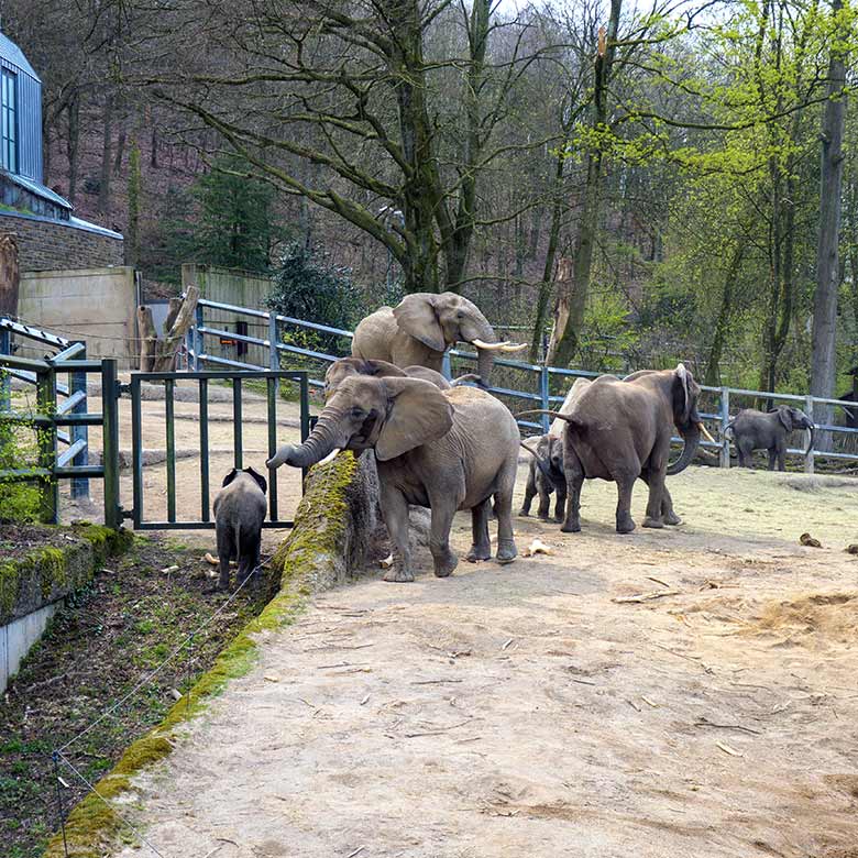 Afrikanische Elefanten am 17. April 2021 auf der Außenanlage im Grünen Zoo Wuppertal