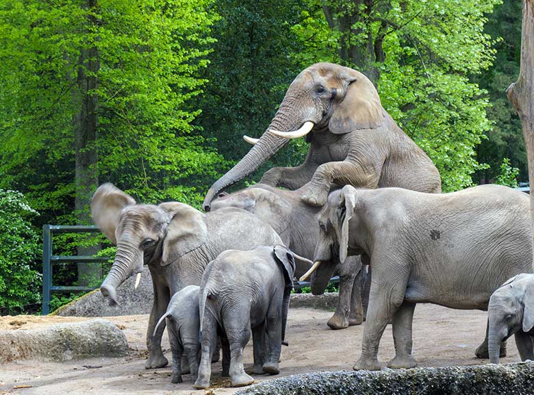 Paarungs-Versuch des Afrikanischen Elefanten-Bullen TOOTH mit der Elefanten-Kuh SWENI am 15. Mai 2021 auf der Außenanlage am Elefanten-Haus im Zoologischen Garten der Stadt Wuppertal