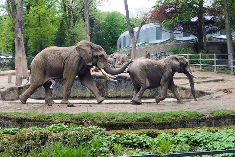 Paarungs-Vorspiel des Afrikanischen Elefanten-Bullen TOOTH mit der Elefanten-Kuh SWENI am 15. Mai 2021 auf der Außenanlage am Elefanten-Haus im Zoo Wuppertal