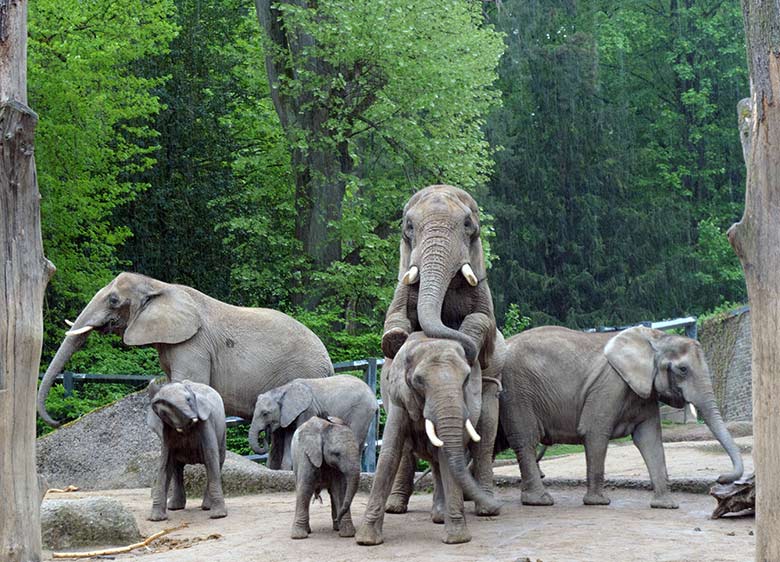 Paarungs-Versuch des Afrikanischen Elefanten-Bullen TOOTH mit der Elefanten-Kuh SWENI am 15. Mai 2021 auf der Außenanlage am Elefanten-Haus im Zoologischen Garten Wuppertal