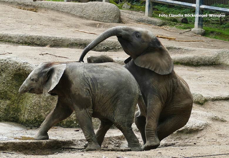 Spielende Elefanten-Jungtiere am 4. Juni 2021 auf der Außenanlage im Grünen Zoo Wuppertal (Foto Claudia Böckstiegel-Wengler)