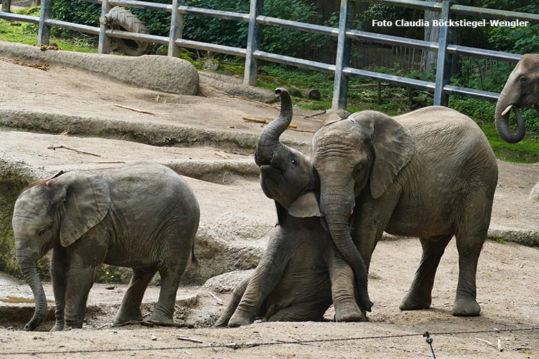 Spielende Elefanten-Jungtiere am 4. Juni 2021 auf der Außenanlage im Wuppertaler Zoo (Foto Claudia Böckstiegel-Wengler)