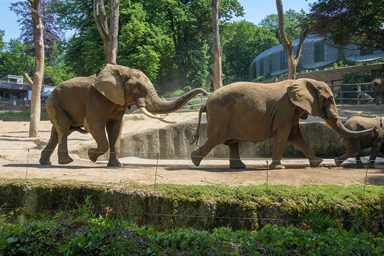 Paarungs-Vorspiel des Afrikanischen Elefanten-Bullen TOOTH mit der Elefanten-Kuh SABIE am 17. Juni 2021 auf der Außenanlage am Elefanten-Haus im Grünen Zoo Wuppertal