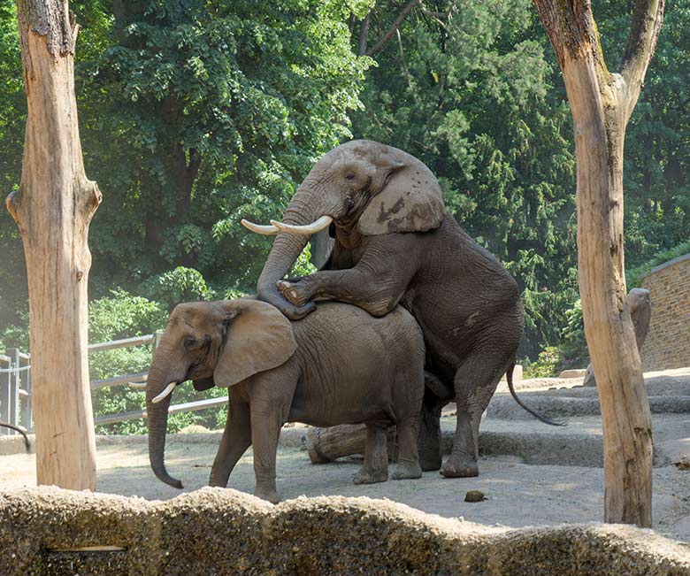 Paarung des Afrikanischen Elefanten-Bullen TOOTH mit der Elefanten-Kuh SABIE am 17. Juni 2021 auf der Außenanlage am Elefanten-Haus im Zoologischen Garten der Stadt Wuppertal