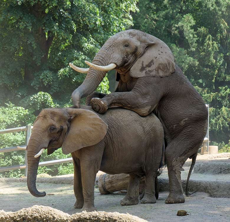Paarung des Afrikanischen Elefanten-Bullen TOOTH mit der Elefanten-Kuh SABIE am 17. Juni 2021 auf der Außenanlage am Elefanten-Haus im Wuppertaler Zoo