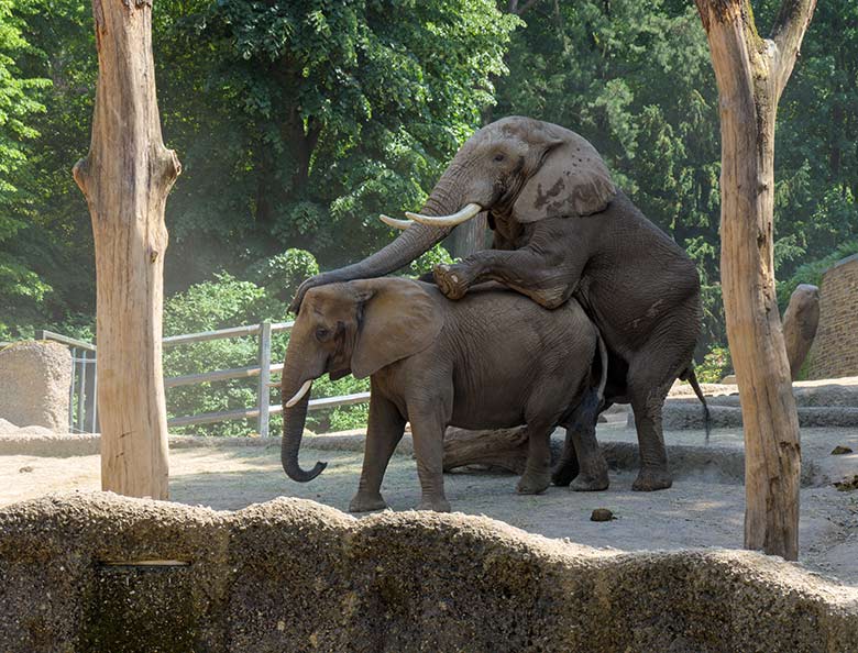 Paarung des Afrikanischen Elefanten-Bullen TOOTH mit der Elefanten-Kuh SABIE am 17. Juni 2021 auf der Außenanlage am Elefanten-Haus im Zoo Wuppertal