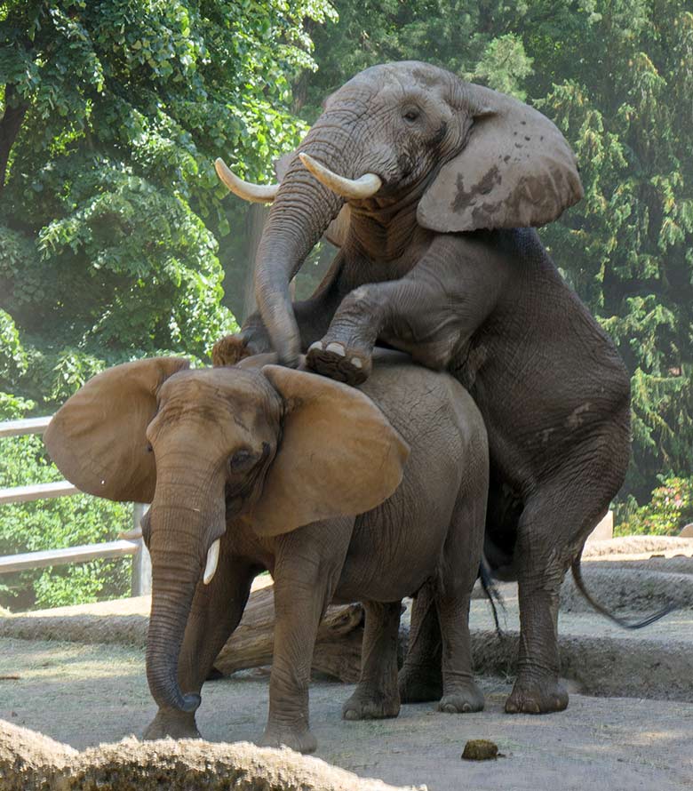 Paarung des Afrikanischen Elefanten-Bullen TOOTH mit der Elefanten-Kuh SABIE am 17. Juni 2021 auf der Außenanlage am Elefanten-Haus im Grünen Zoo Wuppertal