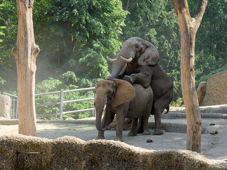 Paarung des Afrikanischen Elefanten-Bullen TOOTH mit der Elefanten-Kuh SABIE am 17. Juni 2021 auf der Außenanlage am Elefanten-Haus im Zoologischen Garten Wuppertal