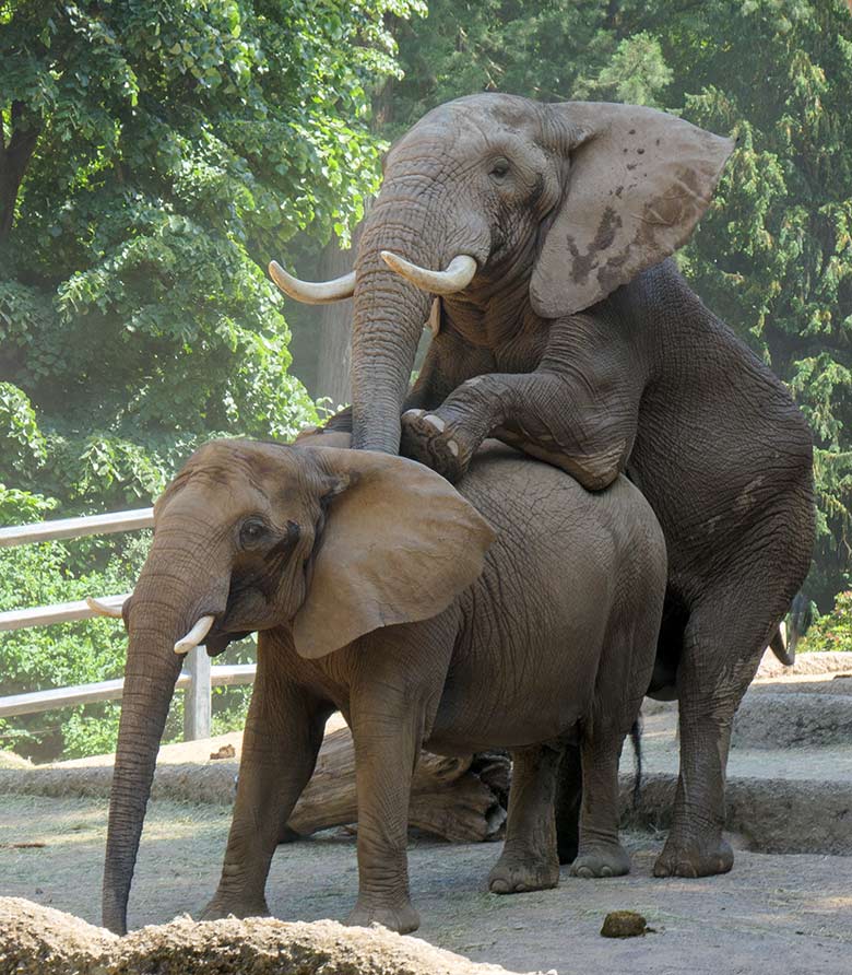 Paarung des Afrikanischen Elefanten-Bullen TOOTH mit der Elefanten-Kuh SABIE am 17. Juni 2021 auf der Außenanlage am Elefanten-Haus im Wuppertaler Zoo