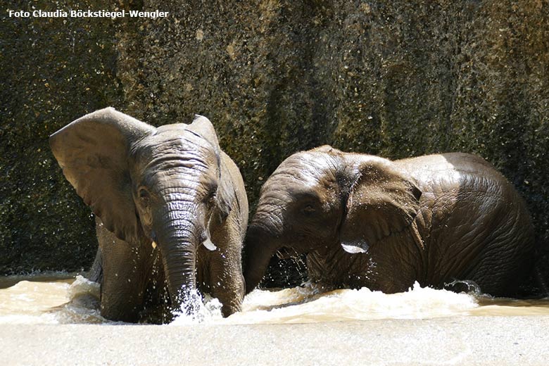 Badende junge Afrikanische Elefanten am 18. Juni 2021 im Wasserbecken der Außenanlage im Grünen Zoo Wuppertal