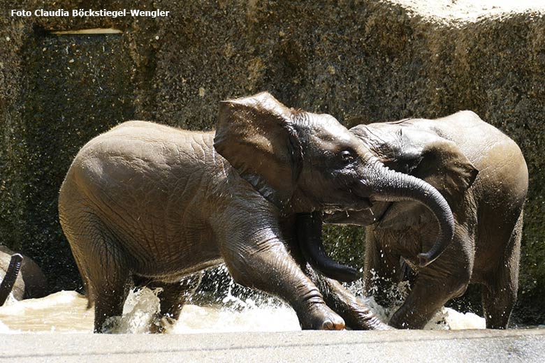 Badende junge Afrikanische Elefanten am 18. Juni 2021 im Wasserbecken der Außenanlage im Zoologischen Garten Wuppertal