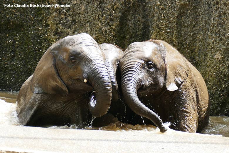 Badende junge Afrikanische Elefanten am 18. Juni 2021 im Wasserbecken der Außenanlage im Zoo Wuppertal