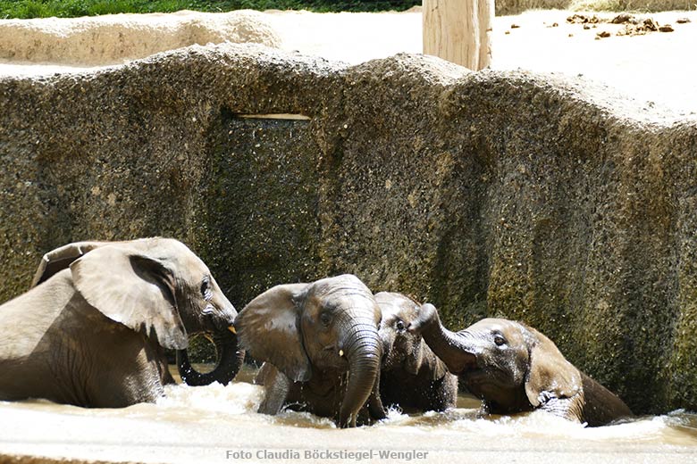 Badende junge Afrikanische Elefanten am 18. Juni 2021 im Wasserbecken der Außenanlage im Zoologischen Garten der Stadt Wuppertal