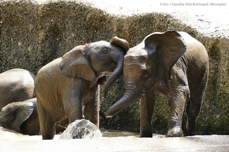 Badende junge Afrikanische Elefanten am 18. Juni 2021 im Wasserbecken der Außenanlage im Zoo Wuppertal