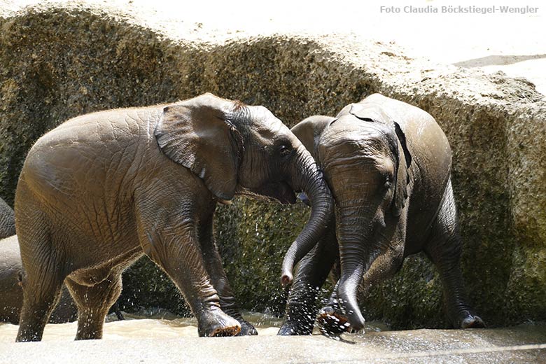 Badende junge Afrikanische Elefanten am 18. Juni 2021 im Wasserbecken der Außenanlage im Grünen Zoo Wuppertal