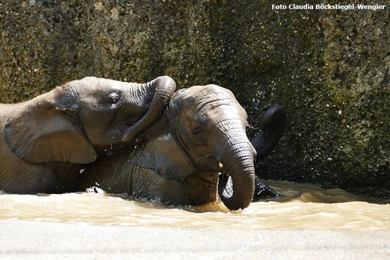 Badende junge Afrikanische Elefanten am 18. Juni 2021 im Wasserbecken der Außenanlage im Wuppertaler Zoo