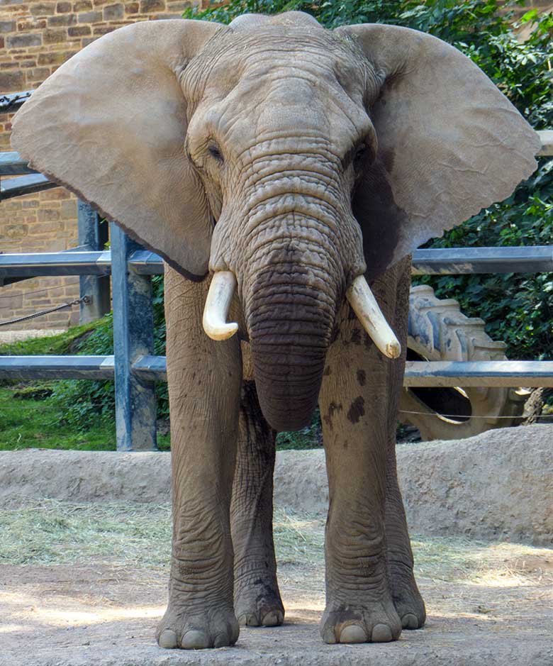 Afrikanischer Elefanten-Bulle TOOTH mit abstehenden Ohren am 19. Juni 2021 im Zoologischen Garten Wuppertal