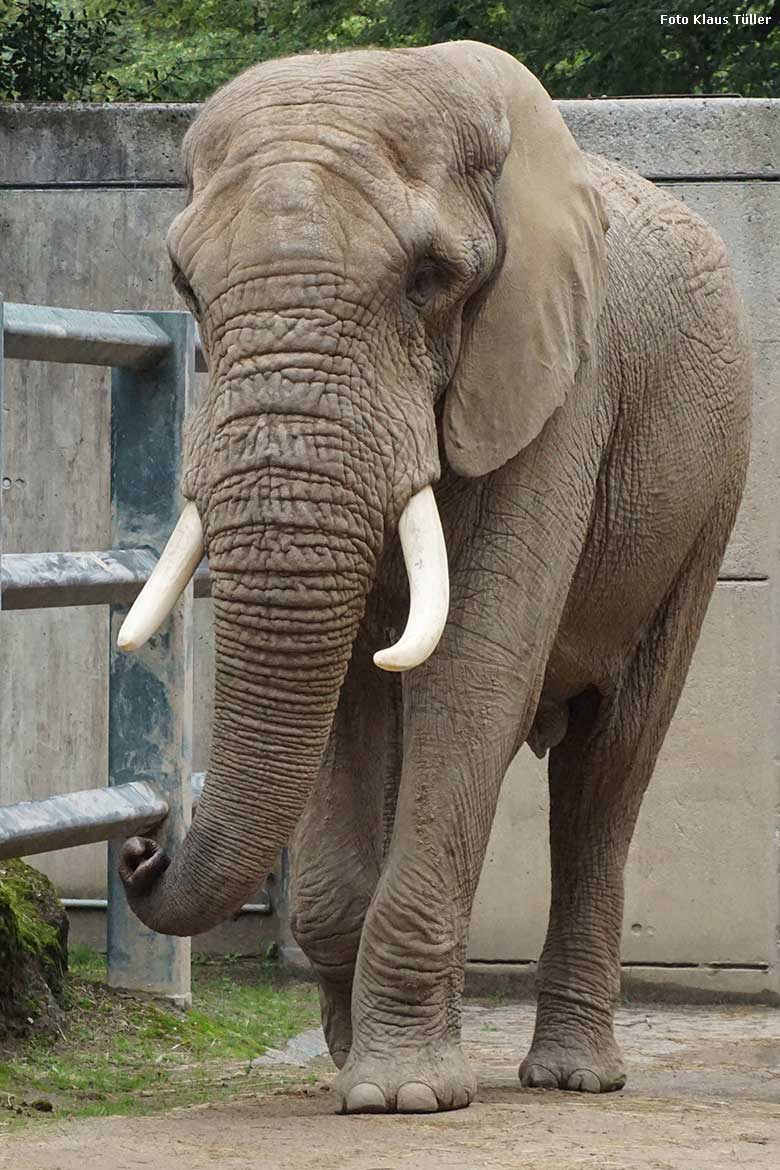 Afrikanischer Elefanten-Bulle TOOTH am 13. Juli 2021 auf der Außenanlage am Elefanten-Haus im Zoo Wuppertal (Foto Klaus Tüller)