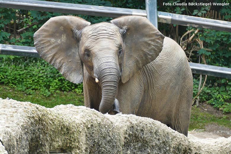 Afrikanisches Elefanten-Jungtier am 21. Juli 2021 auf der Außenanlage im Zoo Wuppertal (Foto Claudia Böckstiegel-Wengler)