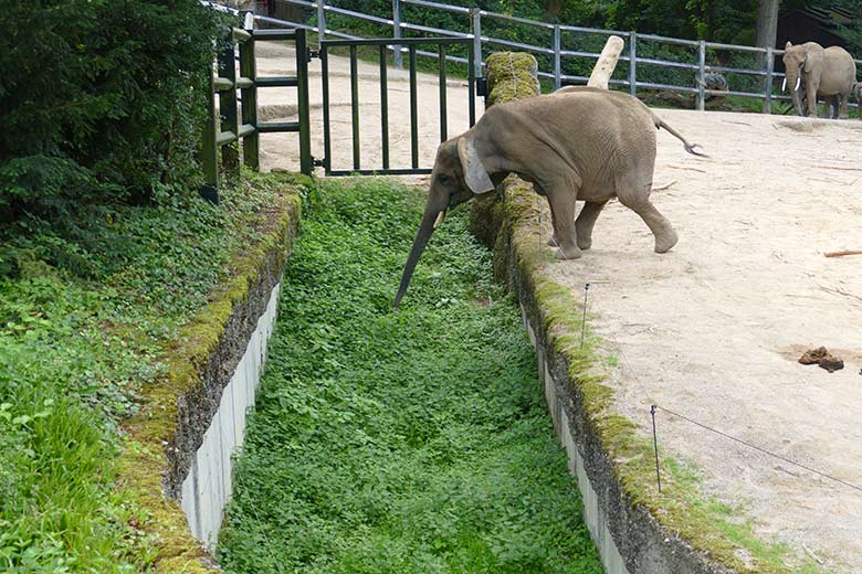 Afrikanische Elefanten-Kuh TIKA am 22. Juli 2021 am Graben der Elefanten-Außenanlage im Grünen Zoo Wuppertal