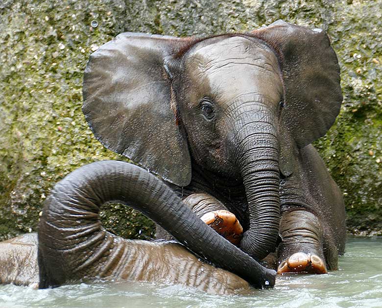 Badende Elefanten-Jungtiere am 26. Juli 2021 auf der Außenanlage am Elefanten-Haus im Grünen Zoo Wuppertal