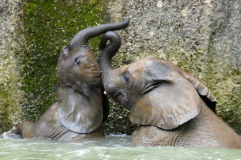 Badende Elefanten-Jungtiere am 26. Juli 2021 auf der Außenanlage am Elefanten-Haus im Zoologischen Garten Wuppertal