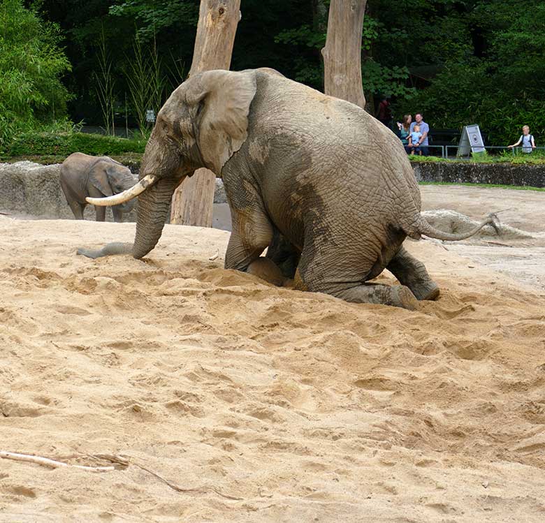 Afrikanischer Elefanten-Bulle TOOTH am 26. Juli 2021 auf der Außenanlage im Zoologischen Garten Wuppertal