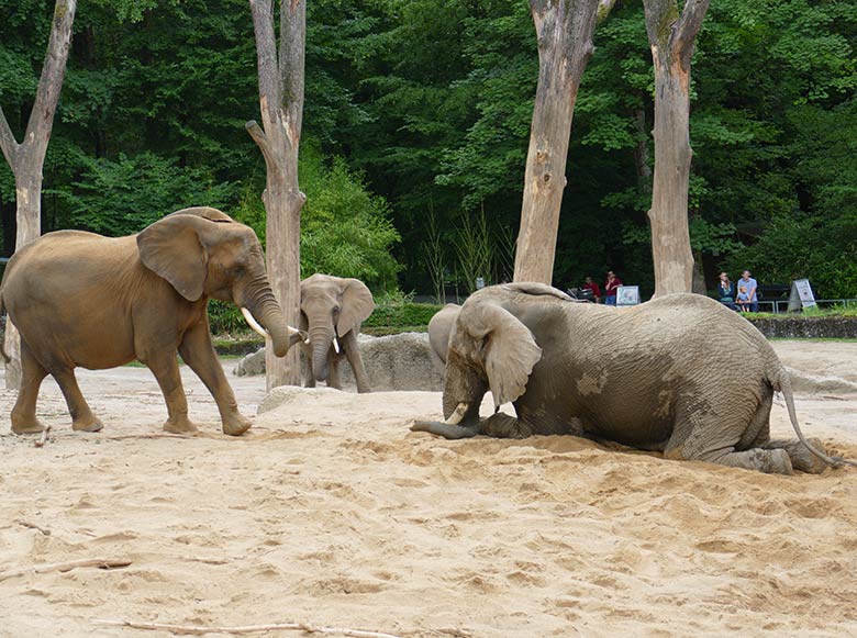 Afrikanischer Elefanten-Bulle TOOTH am 26. Juli 2021 auf der Außenanlage im Zoo Wuppertal