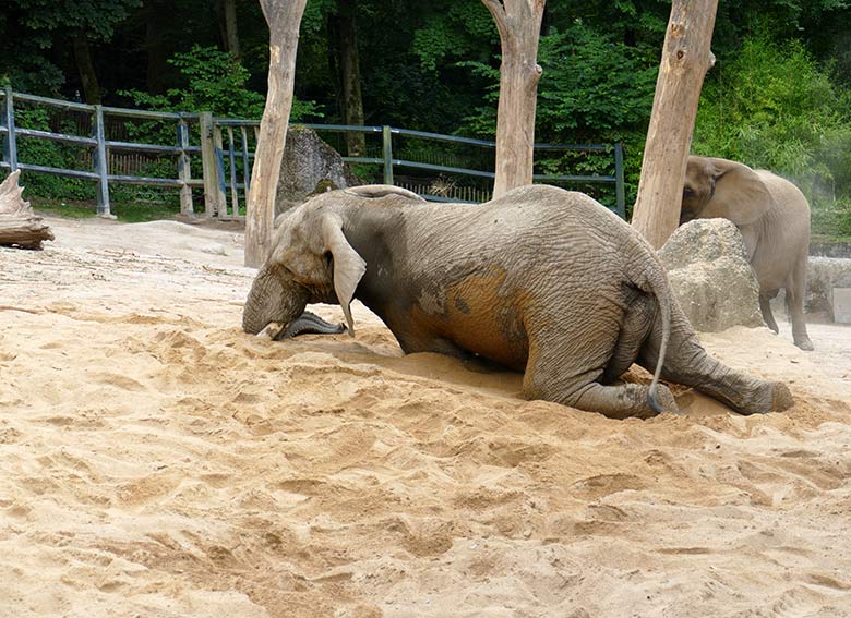 Afrikanischer Elefanten-Bulle TOOTH am 26. Juli 2021 auf der Außenanlage im Grünen Zoo Wuppertal