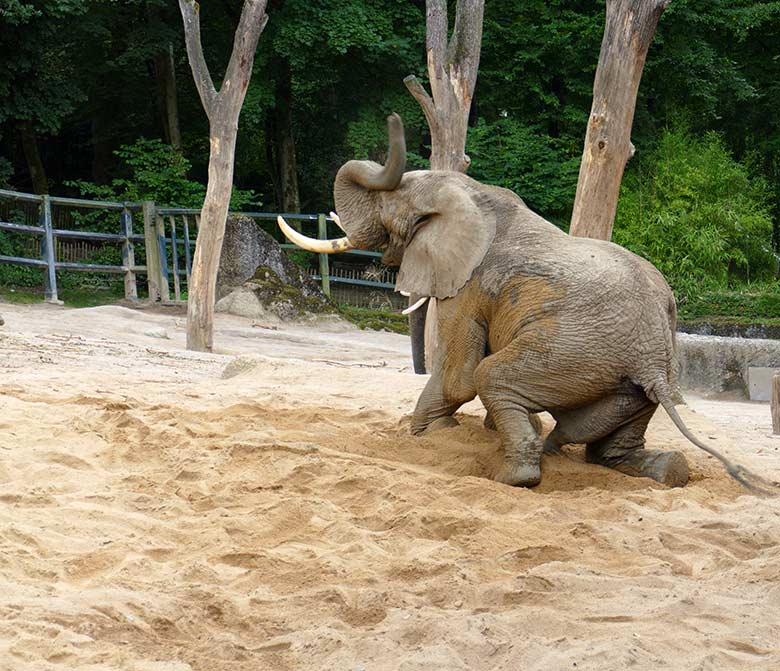 Afrikanischer Elefanten-Bulle TOOTH am 26. Juli 2021 auf der Außenanlage im Zoologischen Garten der Stadt Wuppertal