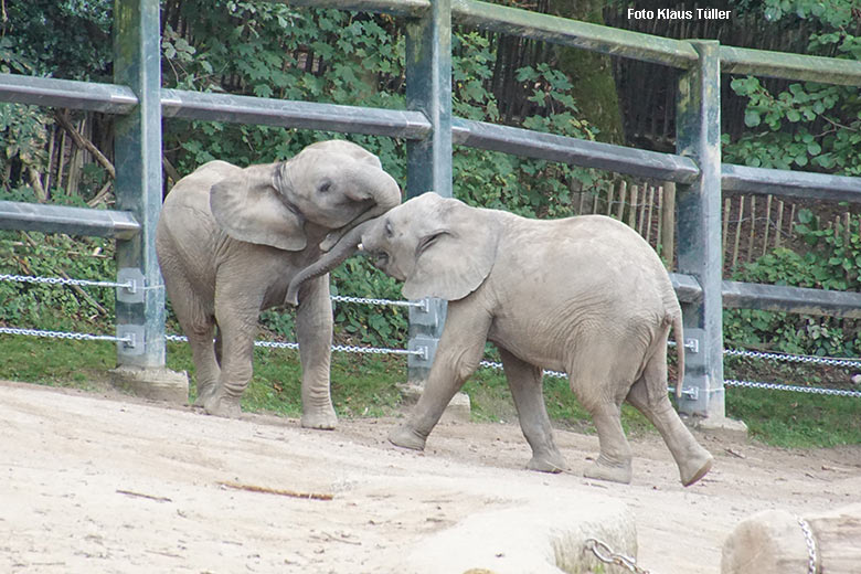 Spielerische Rangelei von zwei Jungtieren der Afrikanischen Elefanten am 13. September 2021 auf der Elefanten-Außenanlage im Grünen Zoo Wuppertal (Foto Klaus Tüller)