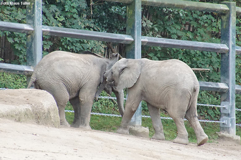 Spielerische Rangelei von zwei Jungtieren der Afrikanischen Elefanten am 13. September 2021 auf der Elefanten-Außenanlage im Wuppertaler Zoo (Foto Klaus Tüller)