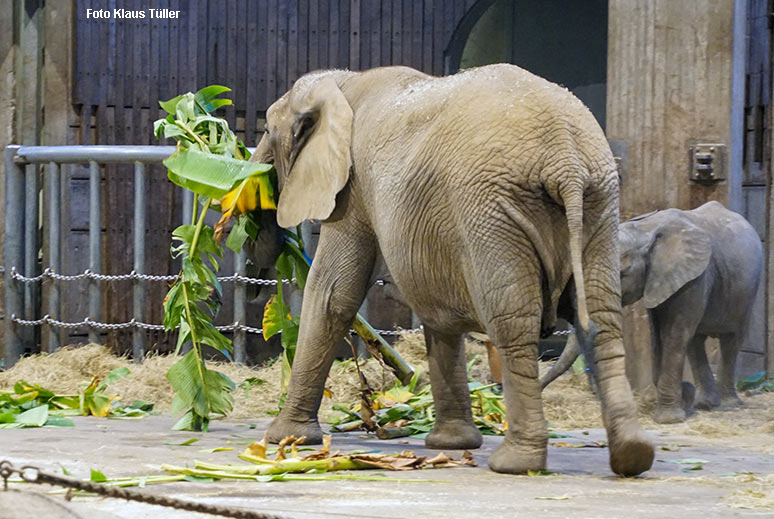 Afrikanische Elefanten-Kuh SWENI mit Bananen-Stauden am 9. November 2021 im Elefanten-Haus im Grünen Zoo Wuppertal (Foto Klaus Tüller)
