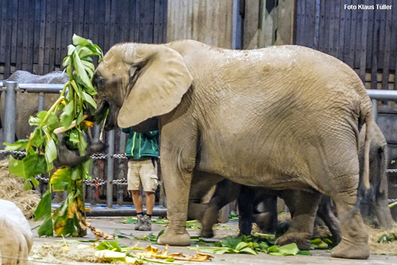 Afrikanische Elefanten-Kuh SWENI mit Bananen-Stauden am 9. November 2021 im Elefanten-Haus im Zoologischen Garten Wuppertal (Foto Klaus Tüller)